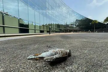 NTU, sparrowhawk, Project Avigate