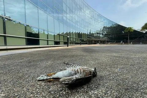 NTU, sparrowhawk, Project Avigate