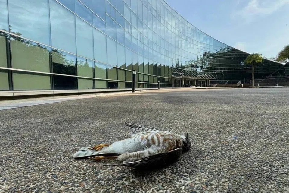 NTU, sparrowhawk, Project Avigate