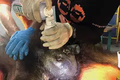 KORBAN KONFLIK DENGAN MANUSIA: Seorang aktivis Pusat bagi Perlindungan Orang Hutan (COP) memeriksa bangkai orang hutan (atas) yang ditemui dengan 130 tanda tembakan dan tetakan parang di daerah Kutai Timur, Bontang, Kalimantan. - Foto AFP