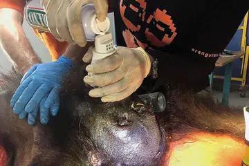 KORBAN KONFLIK DENGAN MANUSIA: Seorang aktivis Pusat bagi Perlindungan Orang Hutan (COP) memeriksa bangkai orang hutan (atas) yang ditemui dengan 130 tanda tembakan dan tetakan parang di daerah Kutai Timur, Bontang, Kalimantan. - Foto AFP