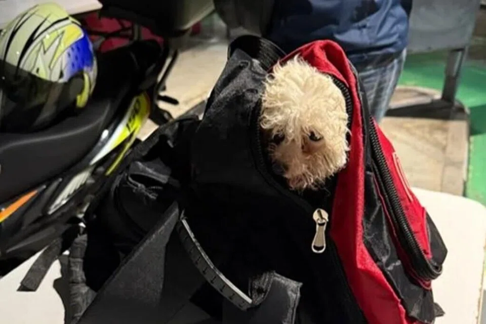 Singapore, animal smuggling, seludup haiwan, NParks, ICA