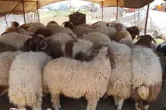 SalamSG Korban, 4000 tempahan, Hari Raya Haji