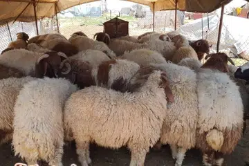 SalamSG Korban, 4000 tempahan, Hari Raya Haji