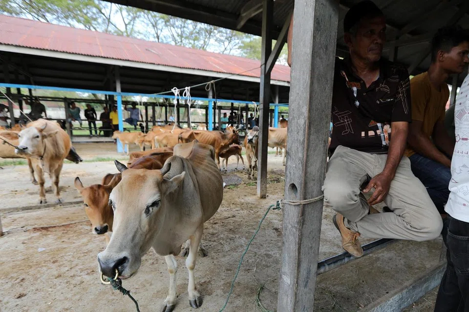 Peniaga menyediakan lembu untuk dijual di Sibreh, Aceh Besar, Indonesia. Pasar lembu kini sedang membuat persiapan untuk membekalkan keperluan daging menjelang Ramadan.