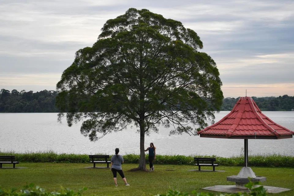 Bersantai di bawah pohon cemara