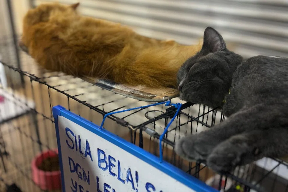Kucing-kucing pedigri terbaring tidak bermaya dan menjadi bahan pameran di Pasar Karat, Johor Bahru.