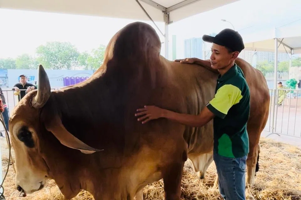 lembu sado, lembu jenis Brahman, Tayyib Ranch