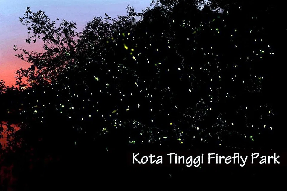 Foto FACEBOOK KOTA TINGGI FIREFLY PARK