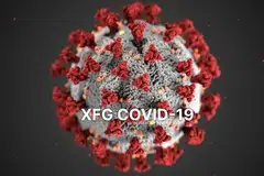 Covid-19, XFG