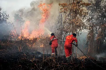 Anggota bomba berusaha memadamkan kebakaran hutan yang sedang marak di kawasan tanah gambut di Rimba Panjang, wilayah Riau, pada 20 Julai 2025.
