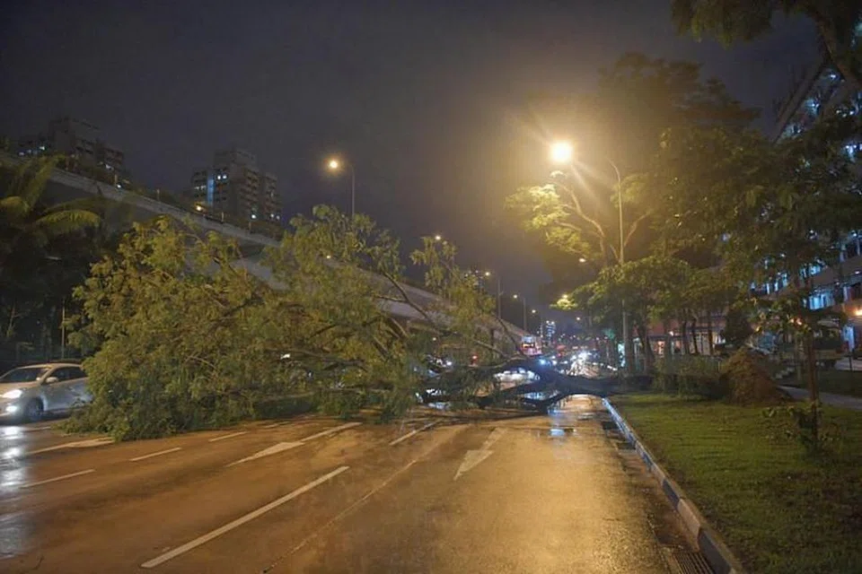 POKOK TUMBANG: Pokok tumbang di Braddell Road menyebabkan tiga daripada empat lorong jalan raya tidak dapat digunakan.