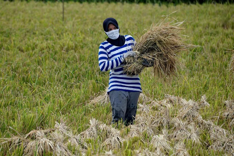 MUSIM KERING: Seorang wanita dilihat sedang bekerja di sawah padi di Meulaboh, Aceh pada 9 Februari 2020. - FOTO: AFP