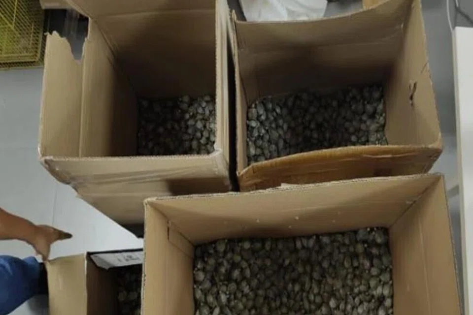 Singapore, animal smuggling, seludup haiwan, NParks, ICA