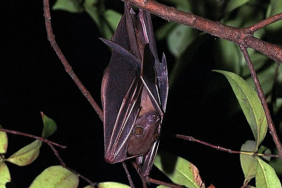 Kelawar buah - Foto-foto: WWF-SINGAPURA, MANDAI WILDLIFE GROUP, NPARKS