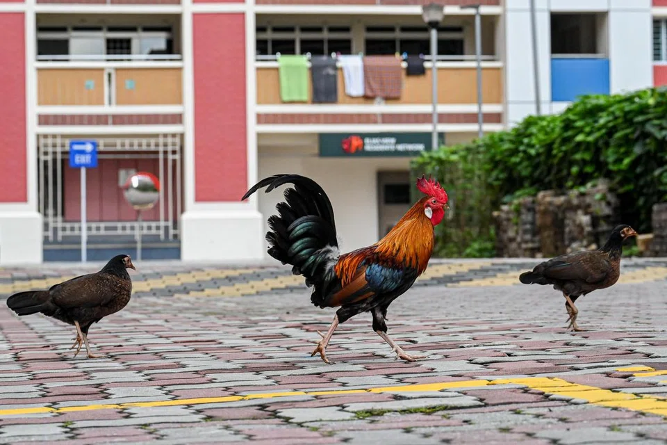 Ayam hutan melintas di sebuah kawasan perumahan di Pasir Ris.