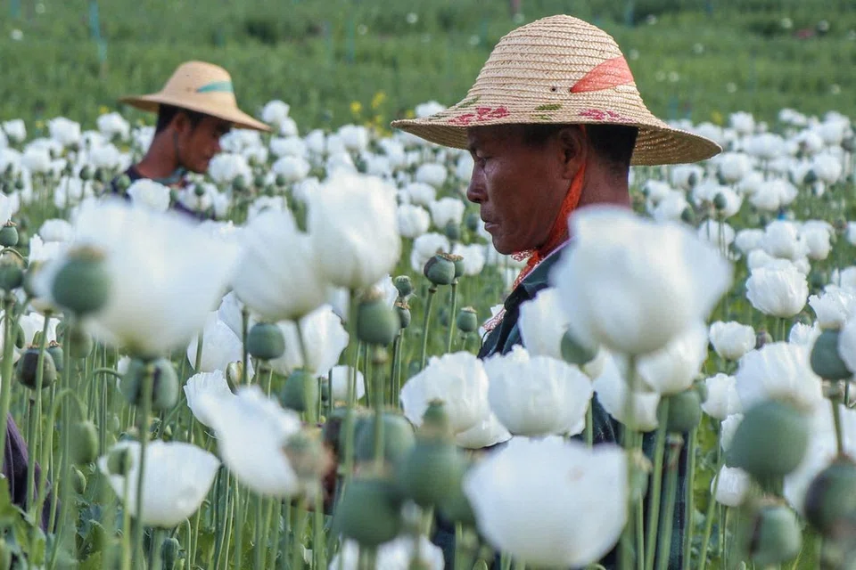 Foto yang dirakam pada 10 Februari 2025 menunjukkan penduduk yang kehilangan tempat tinggal akibat konflik sedang bekerja di ladang popi haram bagi menyara kehidupan mereka ketika pertempuran antara tentera Myanmar dan Pasukan Pertahanan Kebangsaan Karenni (KNDF) di Pekon, wilayah sempadan antara Karen dan selatan Shan. Pada 2024, Myanmar menjadi pengeluar opium terbesar dunia dengan jumlah pengeluaran sebanyak 1,080 tan, lebih dua kali ganda berbanding Afghanistan yang sebelum ini menduduki tempat pertama.