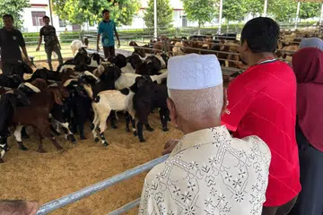 Lokasi ladang yang terletak berhampiran kawasan bandar Johor Bahru menjadi salah satu faktor warga Singapura memilih Osman Goat Farm.
