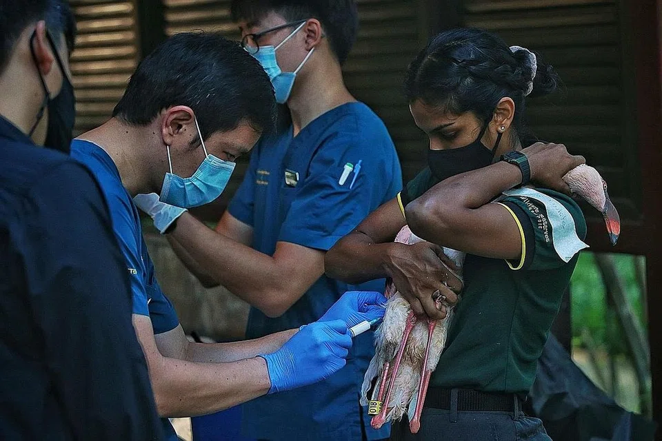 DISUNTIK: Penjaga burung Aaarti Tiakarajah memegang seekor flamingo sedang haiwan itu menerima suntikan dari Dr Xie Shangzhe, pemangku timbalan naib presiden jabatan pemuliharaan, penyelidikan dan veterinar, semasa satu latihan vaksinasi. - Foto BH oleh KEVIN LIM