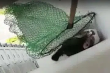AKSI KUCING: Misi menyelamat yang penuh mendebarkan itu dirakamkan oleh pengurus perhubungan kanan Persatuan Kebajikan Kucing (CWS), Cik Laura Ann Meranda. - Foto PETIKAN RAKAMAN VIDEO
