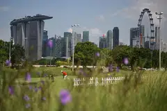 padang golf