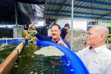 Pengerusi Jawatankuasa Pertanian, Industri Asas Tani dan Kemajuan Luar Bandar Johor, Encik Md Israk Abdullah (kiri) melihat tiram yang diternak di ladang akuakultur YHL Aquatic, Desaru.