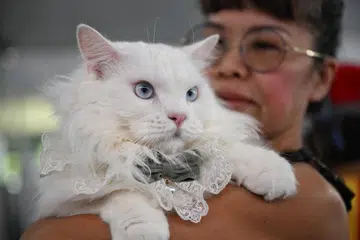 Doktor haiwan dan persatuan kebajikan haiwan menggalakkan pemilik kucing mengembirikan kucing mereka bagi menyekat isu pengabaian dan kehamilan tidak diingini serta bagi manfaat kesihatan jangka panjang.