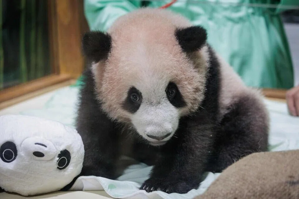 Nama anak panda itu, Satrio Wiratama membawa maksud “pahlawan yang berani dan mulia.”