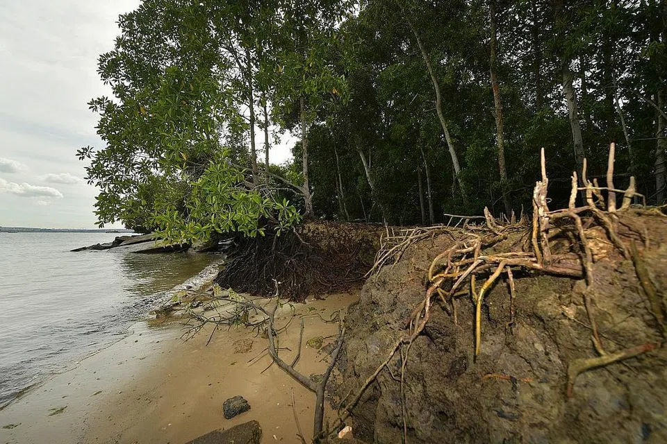 SEMAKIN LUAS: Terdapat dua kali lebih banyak hutan bakau kini berbanding pada 1993. - Foto BH oleh ALPHONSUS CHERN