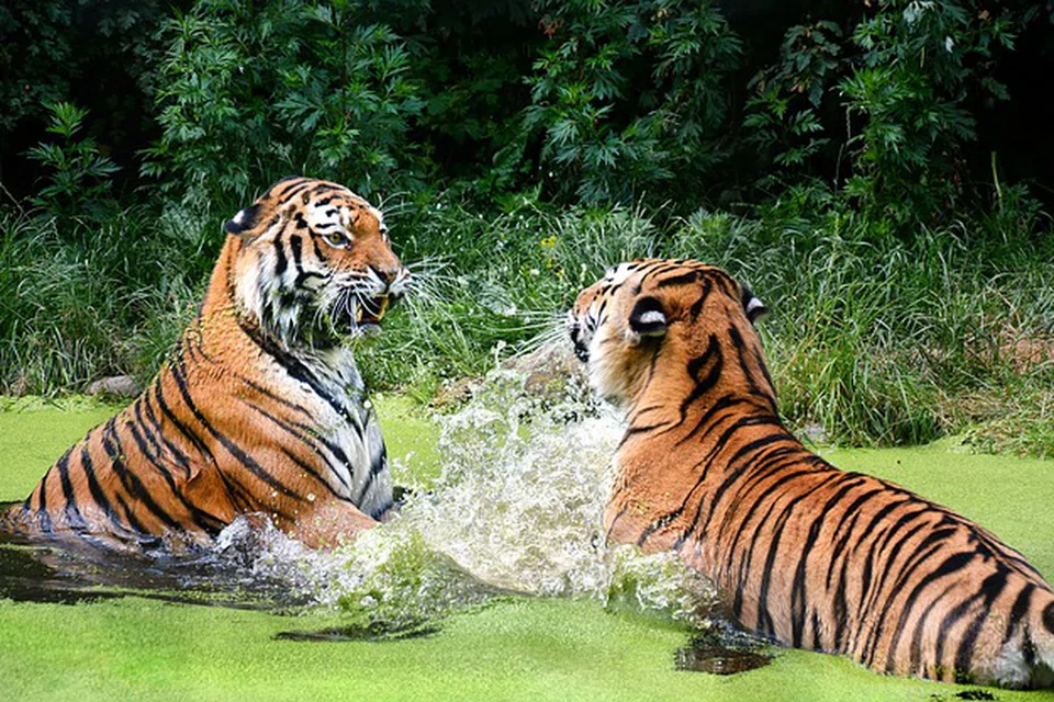 LIHAT GELAGAT HARIMAU:  Apabila anda singgah ke Istana Schonbrunn yang terkenal di Vienna, Austria, singgah sahaja ke Tiegarten Schonbrunn yang tertumpu pada kerja pemuliharaan haiwan seperti harimau.
