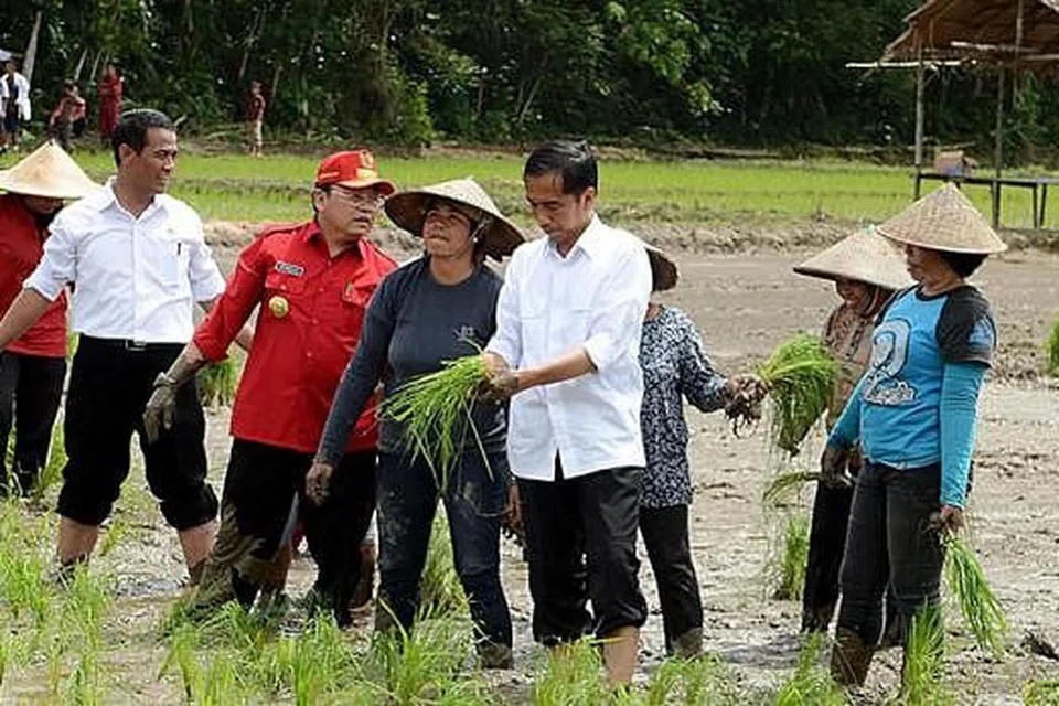 SEDERHANA TAPI MENYENGAT: Banyak dicapai Presiden ketujuh Indonesia, Encik Joko Widodo, dalam tempoh tiga bulan berbanding para pendahulunya, menurut para pengamat, di sebalik sosok peribadinya yang amat sederhana. Dalam gambar yang diambil 20 Januari lalu ini, beliau (empat dari kanan) kelihatan membantu penduduk kampung Ngara, di Kalimantan Barat, menanam padi. - Foto AFP