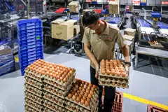 Pengeluaran telur tempatan di Seng Choon Farm yang terletak di 1 Jalan Gemala 2, Kranji.