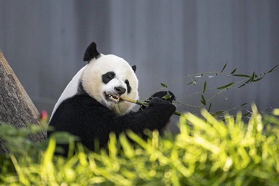 TIDAK LAGI TERANCAM: Seekor panda dilihat sedang makan rebung di Zoo Negara Smithsonian, Washington. Jumlah panda kian meningkat, namun jumlahnya belum begitu tinggi. - Foto AFP