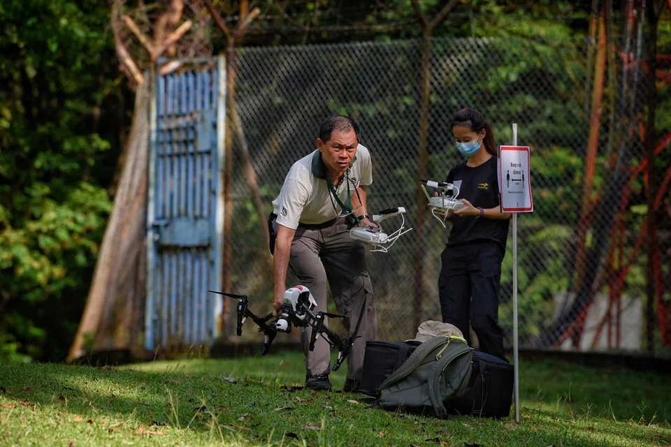 PANTAU KEADAAN: Dua pegawai NParks dilihat mahu menerbangkan dron di puncak Bukit Timah semalam. - Foto BH oleh MARK CHEONG 
