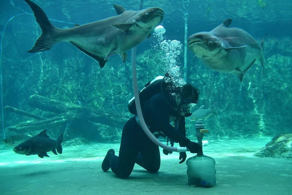 SERONOK BERTUGAS: Pengurus akuarium di River Safari, Encik Muhammad Saufi Suria berasa seronok menjalankan tugas dekat dengan haiwan laut, menjaga kebajikan mereka di samping mengendalikan operasi. - Foto-foto BH oleh CHONG JUN LIANG