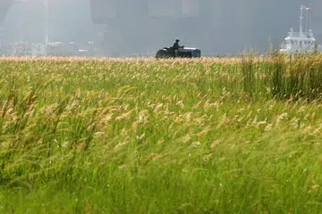 Pemandangan sebuah kawasan terbuka yang dipenuhi lalang di Tuas (gambar hiasan).