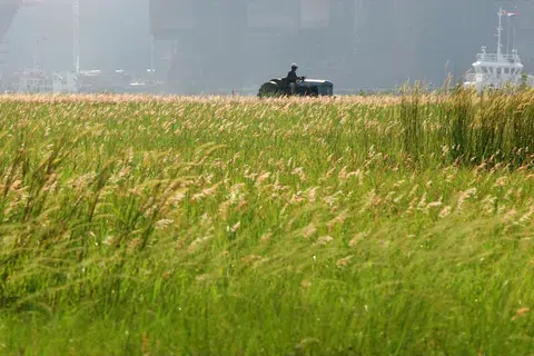 Pemandangan sebuah kawasan terbuka yang dipenuhi lalang di Tuas (gambar hiasan).
