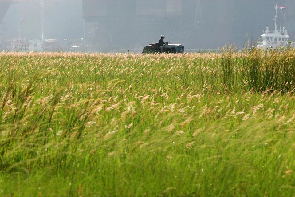 Pemandangan sebuah kawasan terbuka yang dipenuhi lalang di Tuas (gambar hiasan).