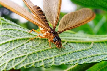 Kelkatu, sajak, mllpc, IFFAH AMIRAH ITHNIN, NUR RAUDHAH MOHAMED SANIF, maktab rendah tampines meridian