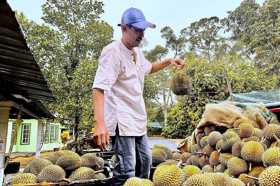 Encik Abdul Hadi Ahmad Sani, 47 tahun, memilih durian yang baru sahaja dikutip di Dusun Durian Landak, Pontian.