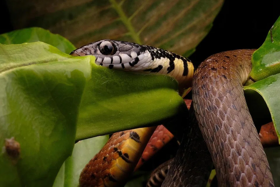 Antara ciri ular ini adalah warnanya yang coklat kemerahan, dan dihiasi dengan tompok hitam dari belakang leher hingga sepanjang badannya.