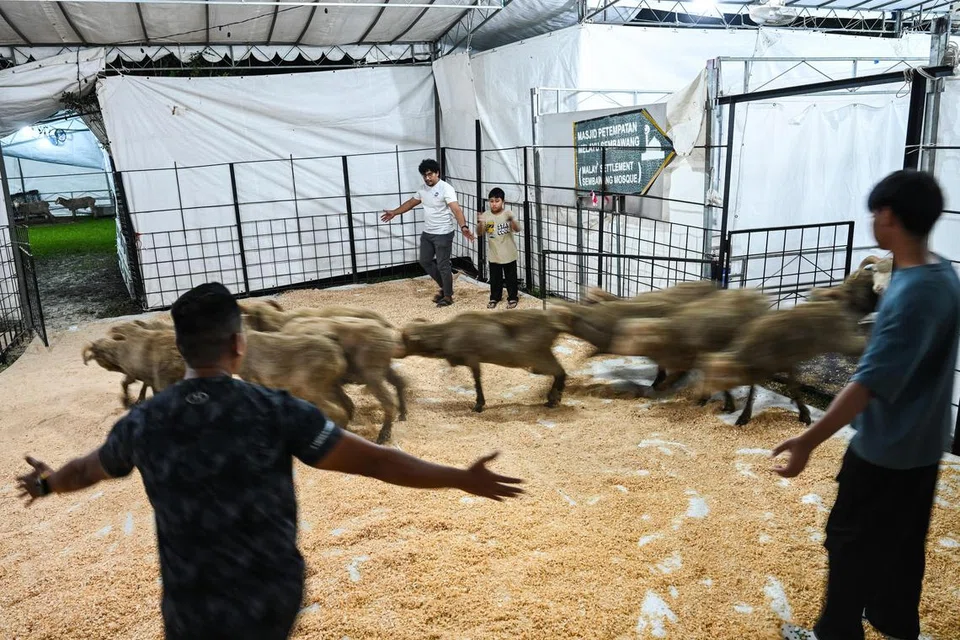 Kambing biri-biri dilepaskan dari treler dan dipindahkan ke dalam kandang di Masjid Pertempatan Melayu Sembawang dan terdapat ‘bendung’ yang direka untuk memberi laluan bagi kambing biri-biri tersebut.