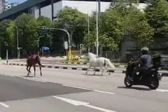 KUDA ‘BERSIAR-SIAR’: Dalam rakaman video, seekor kuda berwarna coklat dan seekor kuda putih dilihat berada di jalan raya berhampiran Pasir Ris Drive 3.