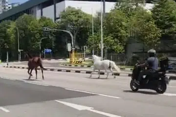 KUDA ‘BERSIAR-SIAR’: Dalam rakaman video, seekor kuda berwarna coklat dan seekor kuda putih dilihat berada di jalan raya berhampiran Pasir Ris Drive 3.