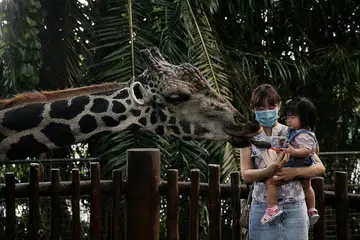 BERI MAKAN: Pengunjung semalam memberi makan kepada Marco, zirafah berusia 16 tahun, di Taman Haiwan Singapura yang dibuka selepas ditutup tiga bulan. - Foto BH oleh KEVIN LIM