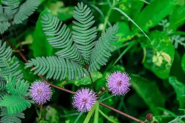 Daun malu-malau - sejenis daun yang akan menguncup setiap kali disentuh.