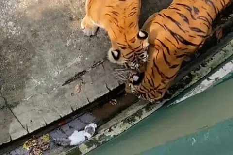 Menerusi video tular di TikTok, dua ekor harimau belang dilihat mengepung kucing berkenaan sebelum pekerja menyemburkan air ke arah mereka untuk menyelamatkan kucing tersebut.
