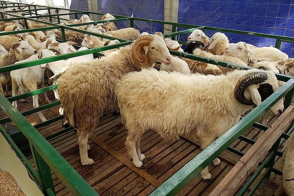 PELBAGAI PERNIAGAAN: Selain perniagaan pelancongan, Ustaz Jalaluddin Hassan juga mempunyai ladang ternakan di Jawa Tengah, Indonesia, sejak beberapa tahun lalu. Menjelang musim Hari Raya Aidiladha, syarikatnya itu kini giat mempromosikan khidmat korbannya di Indonesia dan beberapa negara lain. - Foto JALALUDDIN TRAVEL & SERVICES