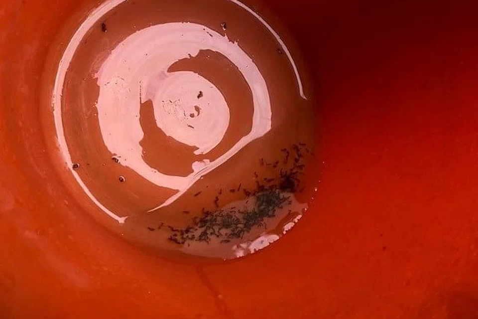 Contoh tempat pembiakan - BALDI: Air bertakung dalam baldi yang dibiarkan terdedah merupakan antara tempat pembiakan nyamuk yang sering dikesan. - Foto NEA