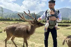 PENGALAMAN BARU: Anak penulis yang ketika itu berusia sembilan bulan didedahkan kepada persekitaran dan pengalaman baru memberi makan dan bermesra dengan rusa yang dibiarkan bebas berkeliaran di sebuah taman pemuliharaan rusa di Bandung, Indonesia.